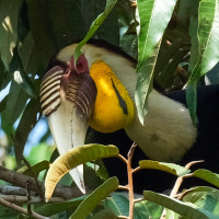 Wreathed Hornbill